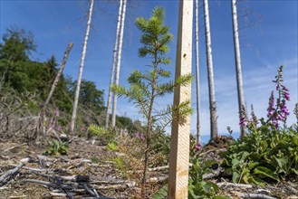 Reforestation in the Arnsberg Forest near Hirschberg, Soest district, young conifers, green Douglas