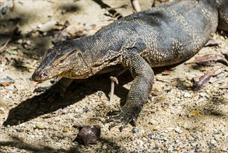 Water monitor (Varanus salvator), monitor lizard, lizard, reptile, animal, wild, free-living,