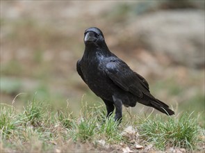 Common raven (Corvus corax) stands on the ground and looks attentively, Germany, Europe