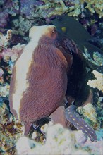 Big blue octopus (Octopus cyaneus), dive site House Reef, Mangrove Bay, El Quesir, Red Sea, Egypt,