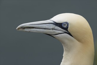 Northern gannet (Morus bassanus) adult bird animal head portrait, Yorkshire, England, United