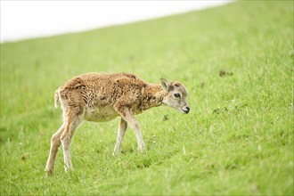 European mouflon (Ovis aries musimon) youngster walking on a meadow, tirol, Kitzbühel, Wildpark