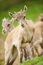 Alpine ibex (Capra ibex) youngsters standing on a meadow, wildlife Park Aurach near Kitzbuehl,