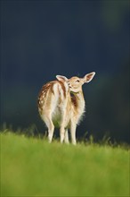 European fallow deer (Dama dama) doe standing on a meadow, Kitzbühel, Wildpark Aurach, Austria,