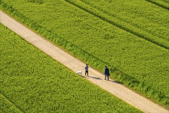 Cereal fields in spring, still green and fresh in growth, field path, walker with dog, North