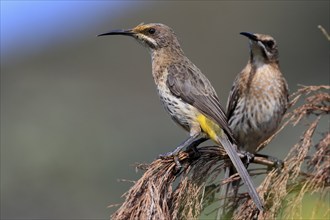 Cape Honeybird (Promerops cafer), adult, female, two, perch, Kirstenbosch Botanic Gardens, Cape