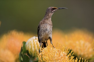 Cape Honeybird (Promerops cafer), adult, female, on flower, Protea, vigilant, Kirstenbosch Botanic