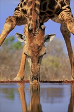 Southern giraffe (Giraffa camelopardalis giraffa), adult, portrait, drinking, at the water, Kruger