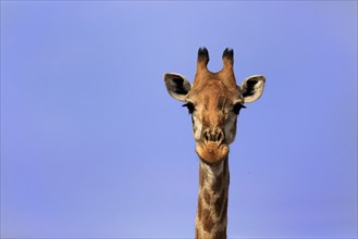 Southern giraffe (Giraffa camelopardalis giraffa), adult, portrait, Kruger National Park, Kruger