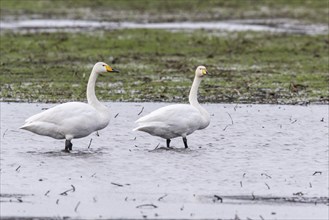 Whooper swans (Cygnus cygnus), Emsland, Lower Saxony, Germany, Europe