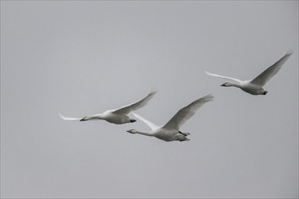 Tundra swans (Cygnus bewickii), flying, Emsland, Lower Saxony, Germany, Europe