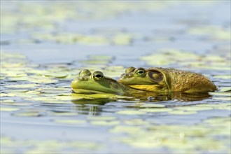 Bull frogs. Lithobates catesbeianus. Bull frogs mating. La Mauricie national park. Province of