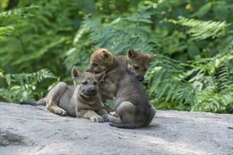 Three wolf pups playing together on a rock in the forest, European grey gray wolf (Canis lupus),