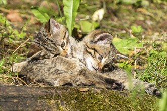 Two kittens playing and cuddling in the sunny forest on mossy ground, surrounded by grass, wildcat