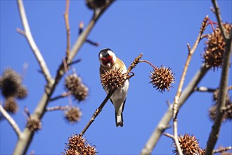 European goldfinch (Carduelis carduelis) in an amber tree, winter, Saxony, Germany, Europe