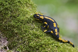 Fire salamander (Salamandra salamandra), Lower Saxony, Germany, Europe