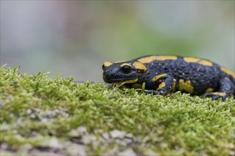 Fire salamander (Salamandra salamandra), Lower Saxony, Germany, Europe