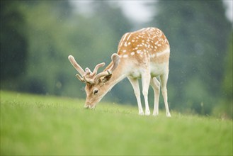 European fallow deer (Dama dama) stag standing on a meadow, tirol, Kitzbühel, Wildpark Aurach,