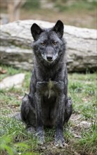 Gray wolf (Canis lupus) sits on its hind legs and looks attentively, captive, Germany, Europe