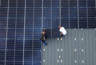 Installation of solar modules on the roof of a barn on a farm, over 210 photovoltaic modules are