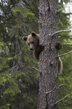 Brown bear climbing a tree, (Ursus arctos) Sweden, cubs, Tuier cubs, Sweden, Europe