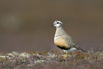 Mornell's Plover, (Eudromias morinellus), Little Ringed Plover, Europe, Norway, Varanger, Varanger,