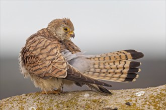 Lesser kestrel (Falco naumanni) Female, grooming, hunting, foraging, sitting on rocks, lying in