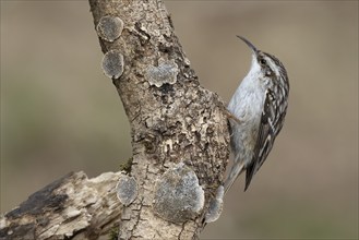 Short-toed treecreeper (Certhia brachydactyla) foraging, Austria, Upper Austria, Europe