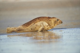 Close-up of harbor or harbour seal (Phoca vituliana vitulina) in spring (april) on Helgoland a