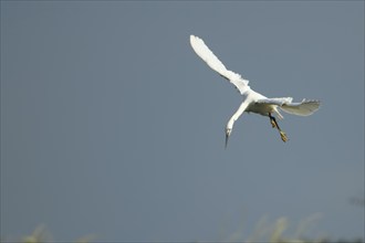 Little egret (Egretta garzetta) adult bird in flight, Lincolnshire, England, United Kingdom, Europe