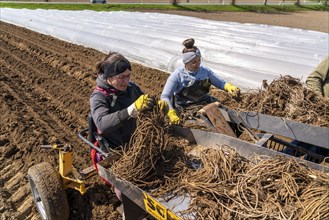 Asparagus farm, asparagus plant, planted in a field, with a planting machine, after a good year the