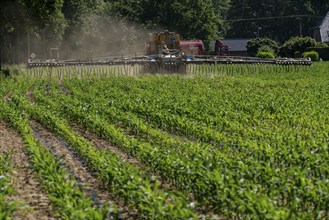 A maize field, with young plants, is fertilised with liquid manure, self-propelled slurry tanker,