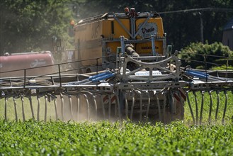 A maize field, with young plants, is fertilised with liquid manure, self-propelled slurry tanker,