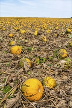 Field with Styrian oil pumpkins, partly dried up due to the drought in summer 2020, on the Lower