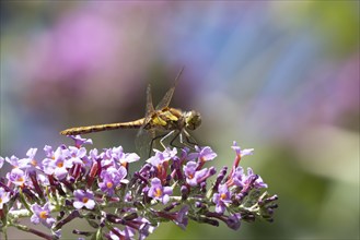 Common darter dragonfly (Sympetrum striolatum) adult insect resting on purple Buddleja flowers in a