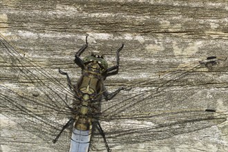 Broad-bodied chaser dragonfly (Libellula depressa) adult insect resting on a fence, Suffolk,