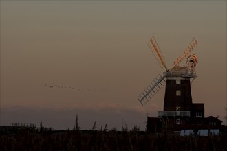 Windmill at sunset with a red sky and a skein or flock of Pink-footed geese (Anser brachyrhynchus)