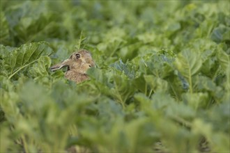 Brown hare (Lepus europaeus) adult animal in a farmland sugar beet field in the summer, Suffolk,