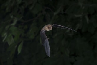 Common pipistrelle (Pipistrellus pipistrellus) hunting insects in front of deciduous forest,