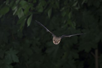 Common pipistrelle (Pipistrellus pipistrellus) hunting insects in front of deciduous forest,