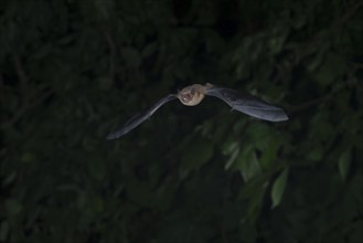 Common pipistrelle (Pipistrellus pipistrellus) hunting insects in front of deciduous forest,