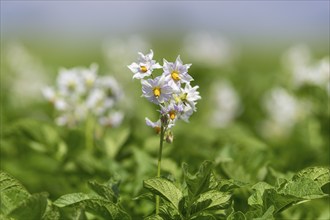 Potato (Solanum tuberosum) flowering, potato field, Baden-Württemberg, Germany, Europe