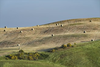 Harvested wheat field with bales of straw, landscape around Pienza, Val d'Orcia, Orcia Valley,