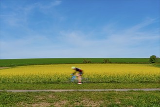 Country road at a blooming rape field, cyclist, landscape near Mülheim an der Ruhr, Germany, Europe