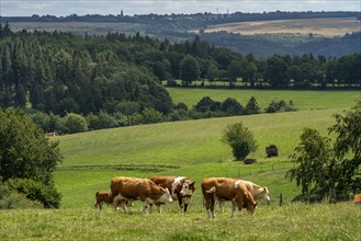 Landscape near Kesternich, cattle pasture, view to the east, Eifel National Park, North