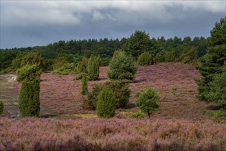 Flowering heath, heather and juniper bushes, near Wilseder Berg, in the Lüneburg Heath nature