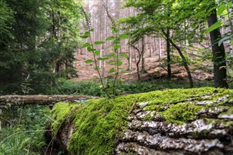 Plants, mosses growing on a dead, fallen tree, spruce, sage-gamander plant, in the Arnsberg Forest,