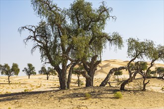 Trees with gnarled bark in a sandy plain of the Rub al Khali desert, Dhofar province, Arabian