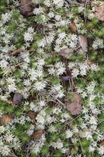 Peat moss (Sphagnum) between common sphagnum moss (Polytrichum commune), Emsland, Lower Saxony,