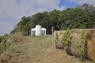 Hildegardis Chapel with bales of straw and grapevines, Disibodenberg Monastery, Hildegard of